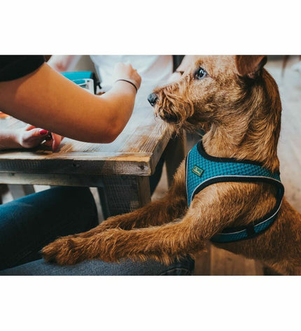 Hunter black dog harness for small dogs, 37-42 cm, made of durable antracite material, suitable for XS/S size.