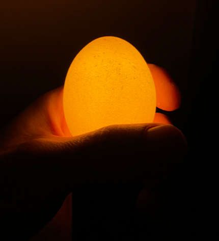 Egglamp Brown