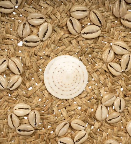 The Caribe Shell Plate - Natural White - M