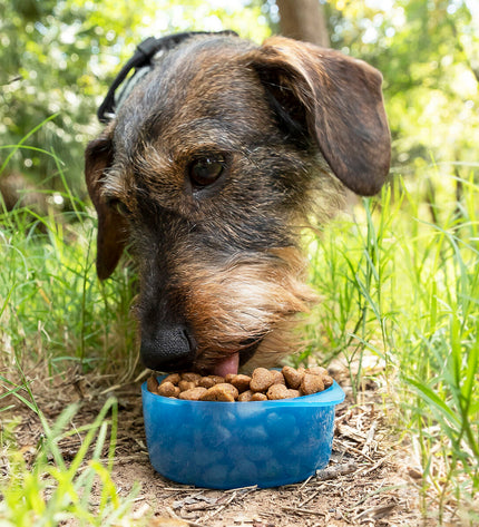 InnovaGoods 2-in-1 pet feeder and water bowl for small animals, with a combined design for feeding and hydration.