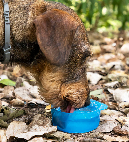 InnovaGoods Pettap 2-in-1 pet water and food bowl for small animals, with a combined design for easy feeding and hydration.